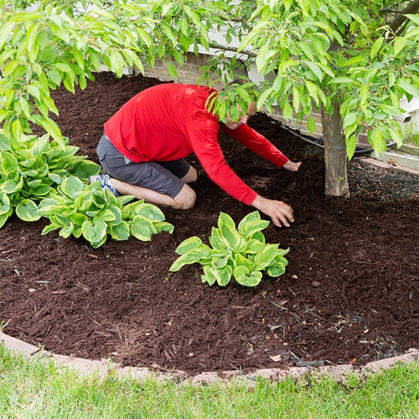 mulch installation can help improve the overall health and growth of your plants by providing essential nutrients and protection for the soil